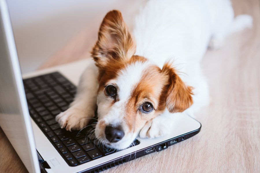 Hund liegt entspannt mit dem Kopf auf einer Laptop-Tastatur – Hund am Arbeitsplatz