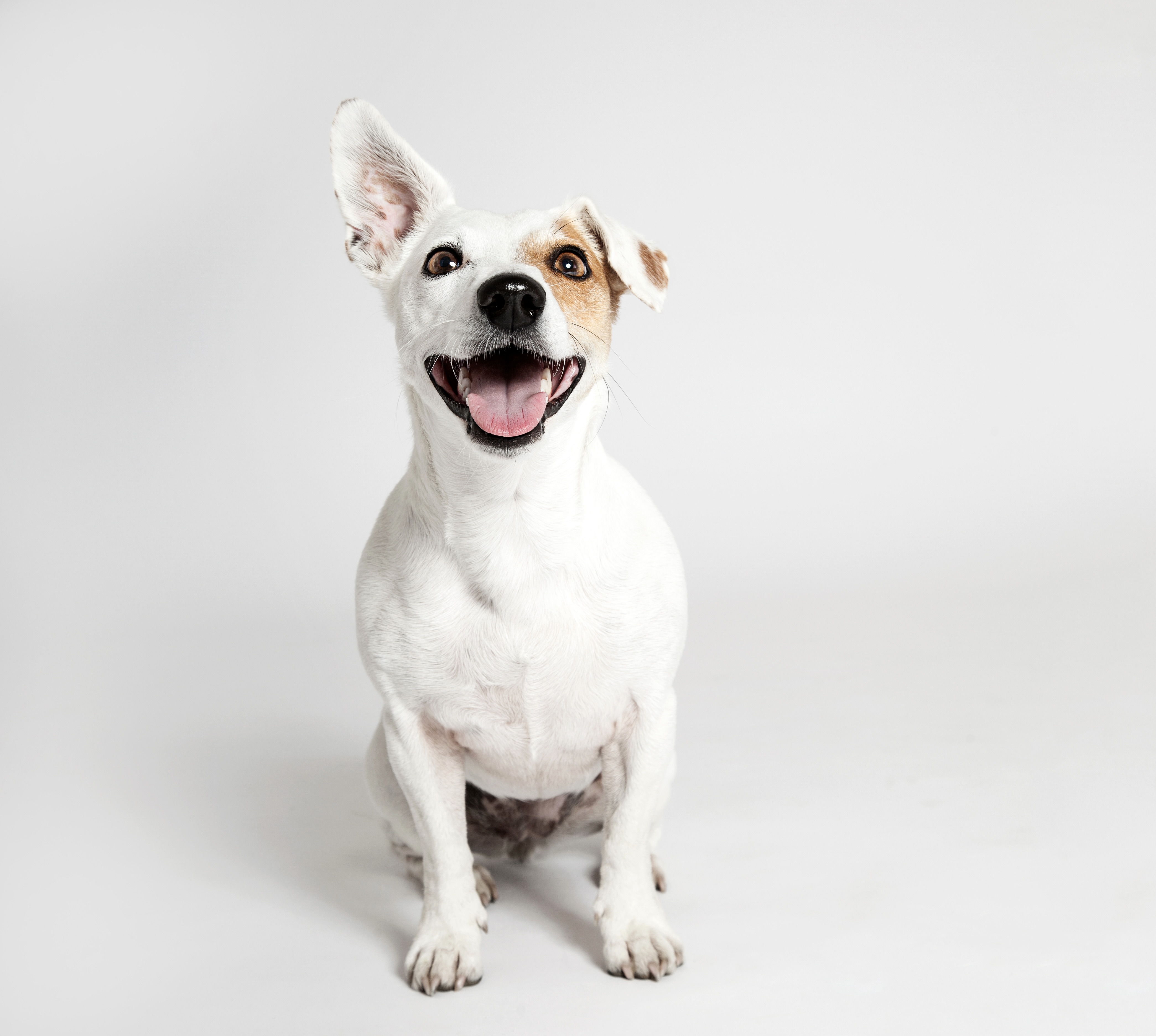 Rex, ein Jack Russell Terrier mit rotem Halsband, springt freudig über einen Waldweg